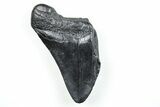 Partial, Fossil Megalodon Tooth - South Carolina #171083-1
